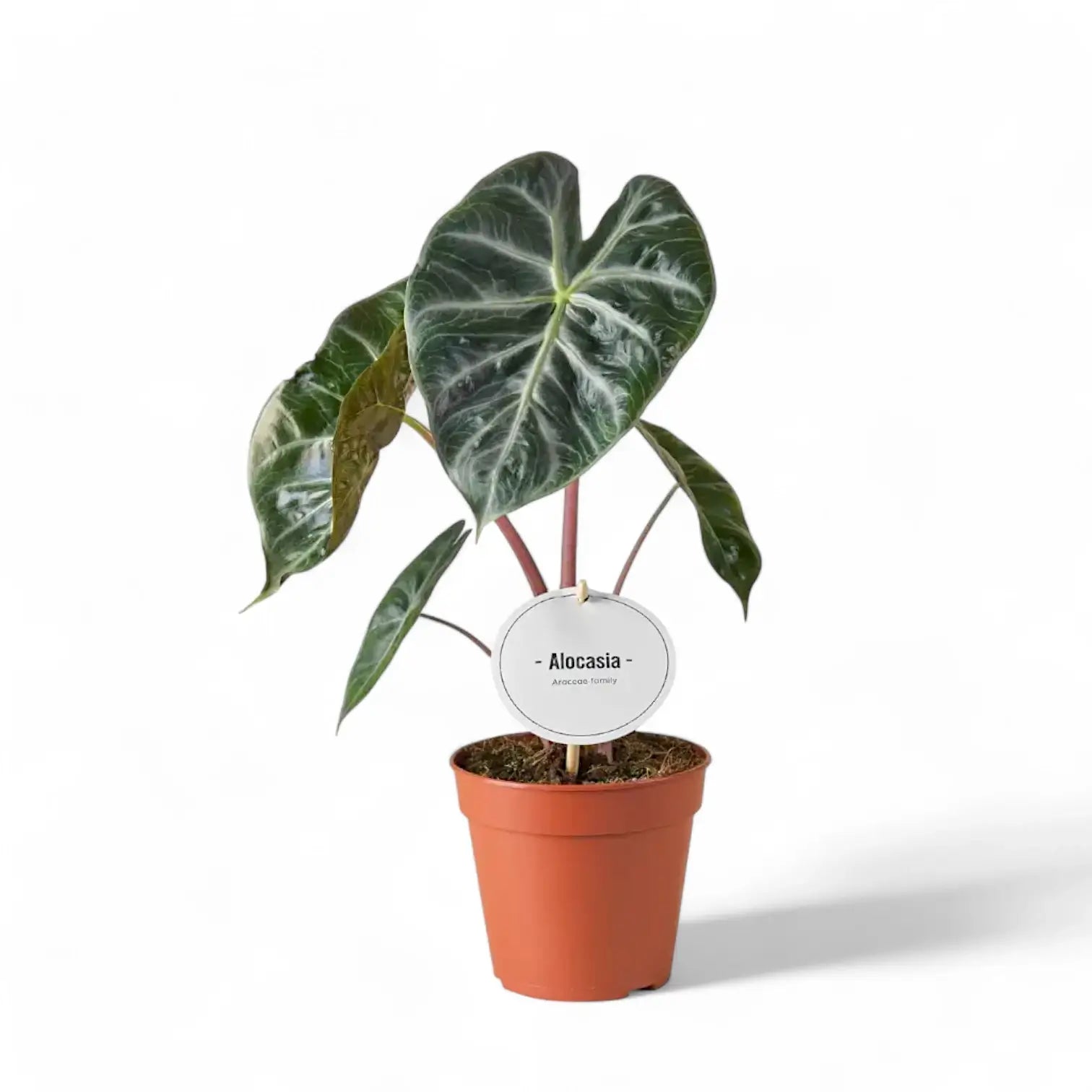 Alocasia 'Pink Dragon' ('Aurora') potted plant in nursery pot on white background.