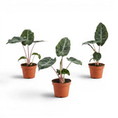 Drei kleine Jungpflanzen von Alocasia 'Pink Dragon' in Töpfen mit grünen Blättern und rosa Blattstielen vor weißem Hintergrund