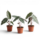 Drei kleine Jungpflanzen von Alocasia 'Pink Dragon' in Töpfen mit grünen Blättern und rosa Blattstielen vor weißem Hintergrund