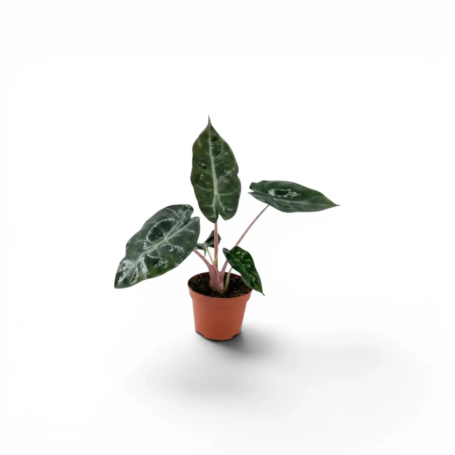 Kleine Jungpflanze von Alocasia 'Pink Dragon' im Topf mit grünen Blättern und rosa Blattstielen vor weißem Hintergrund