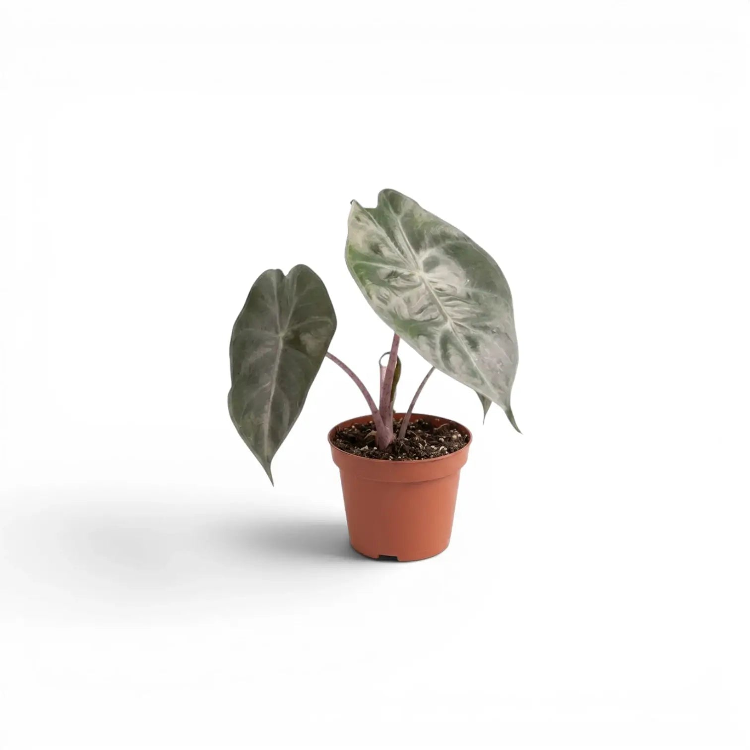 Kleine Jungpflanze von Alocasia 'Pink Dragon' im Topf mit grünen Blättern und rosa Blattstielen vor weißem Hintergrund