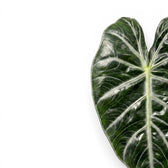 Nahaufnahme eines großen grünen Blatts von Alocasia 'Pink Dragon' vor weißem Hintergrund