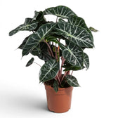 Große Alocasia 'Pink Dragon' im Topf mit grünen Blättern und rosa Blattstielen vor weißem Hintergrund