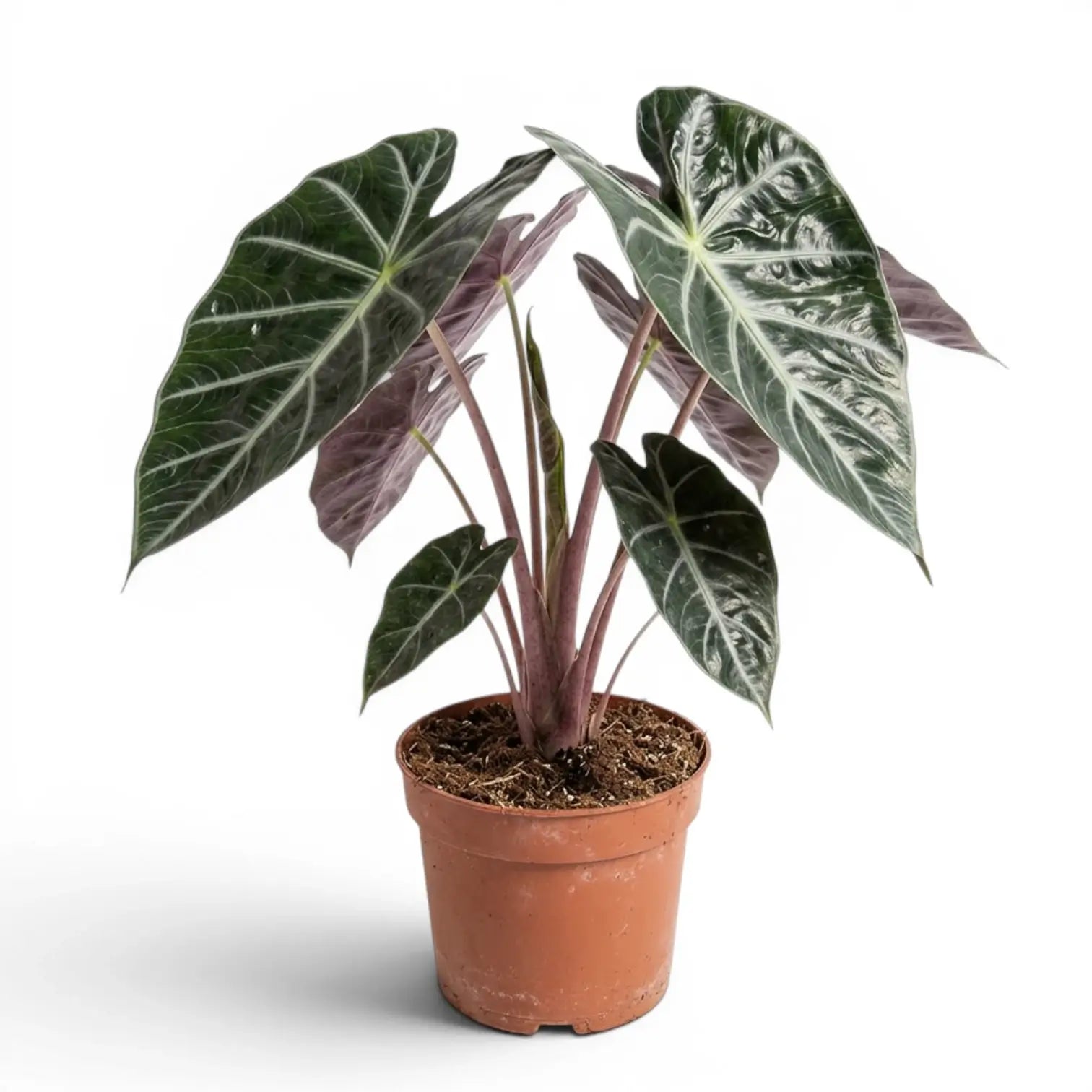 Große Alocasia 'Pink Dragon' im Topf mit grünen Blättern und rosa Blattstielen vor weißem Hintergrund