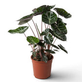 Große Alocasia 'Pink Dragon' im Topf mit grünen Blättern und rosa Blattstielen vor weißem Hintergrund