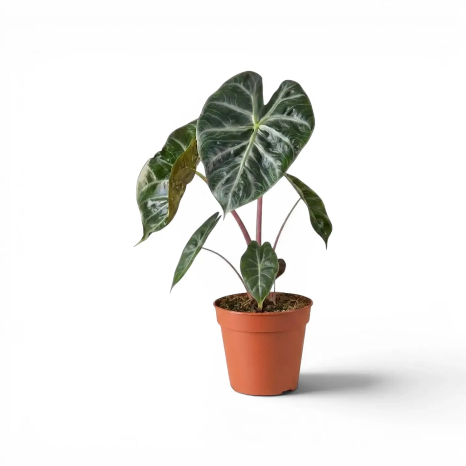 Alocasia 'Pink Dragon' im Topf mit grünen Blättern und rosa Blattstielen vor weißem Hintergrund