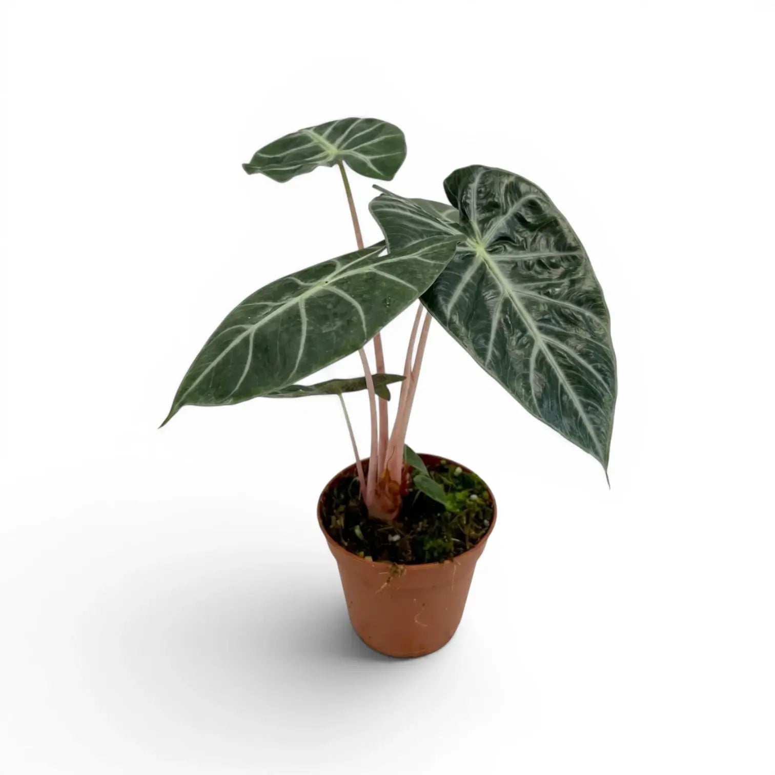 Alocasia 'Pink Dragon' im Topf mit grünen Blättern und rosa Blattstielen vor weißem Hintergrund