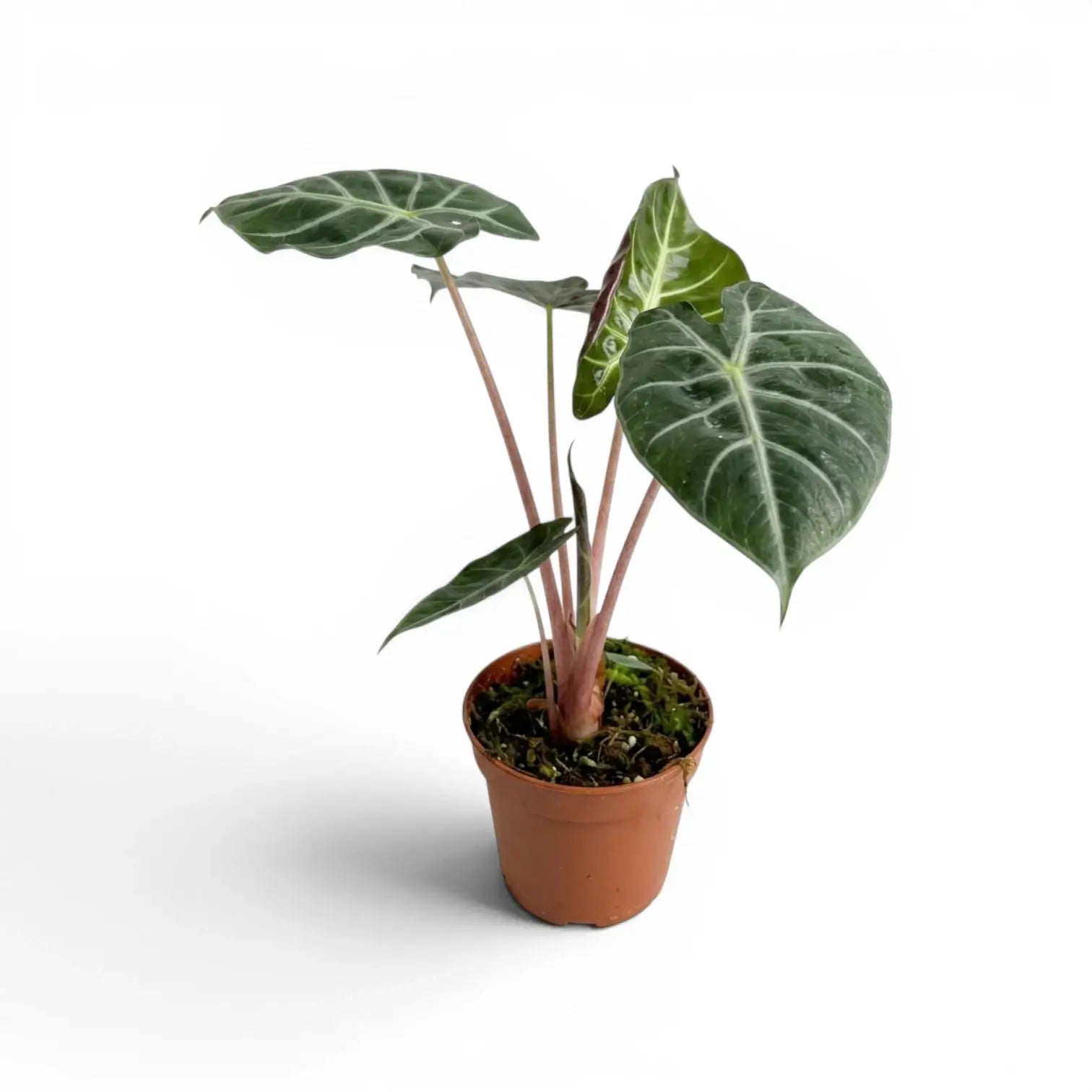 Alocasia 'Pink Dragon' im Topf mit grünen Blättern und rosa Blattstielen vor weißem Hintergrund
