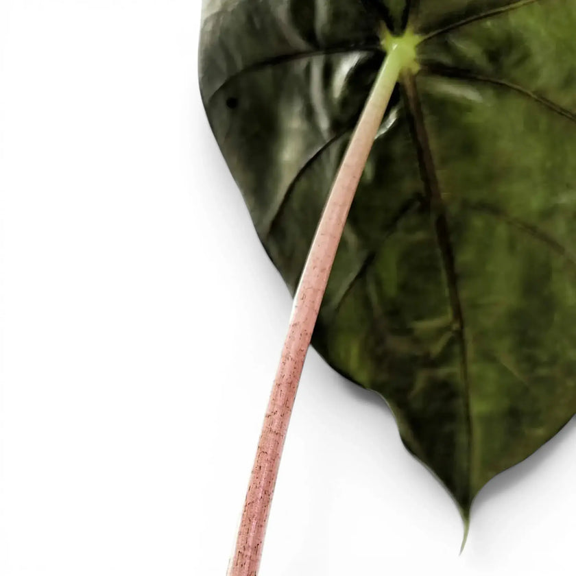 Nahaufnahme eines grünen Blatts mit rosa Blattstiel von Alocasia 'Pink Dragon' vor weißem Hintergrund
