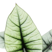Alocasia 'Platinum' close-up of leaf on white background.