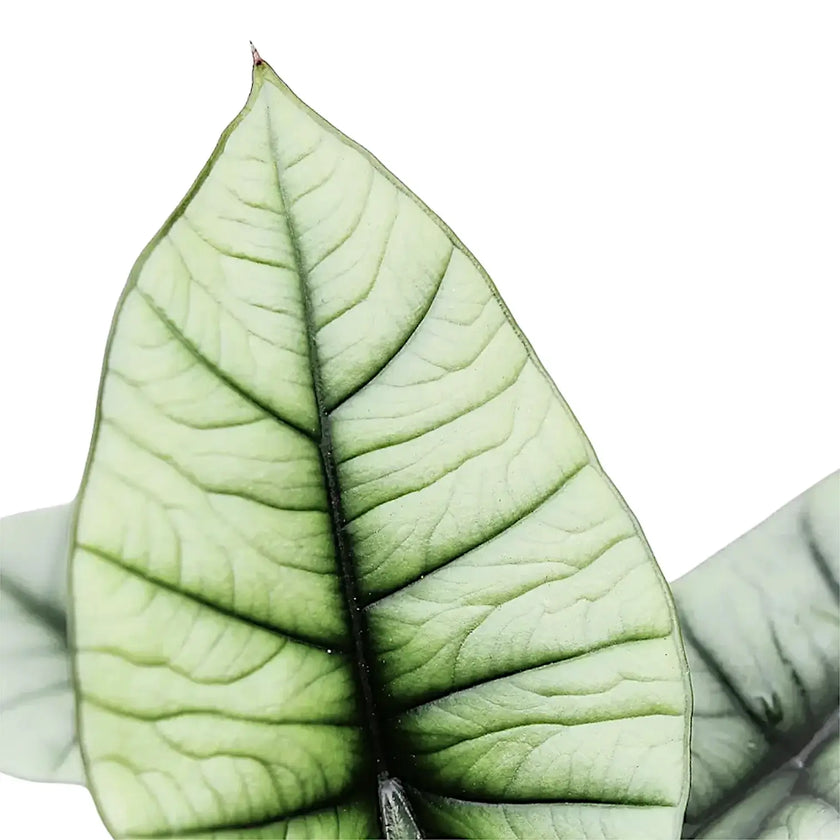 Alocasia 'Platinum' – Blattdetail vor weißem Hintergrund..