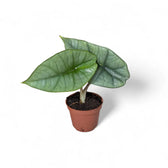 Alocasia 'Platinum' potted plant in nursery pot on white background.