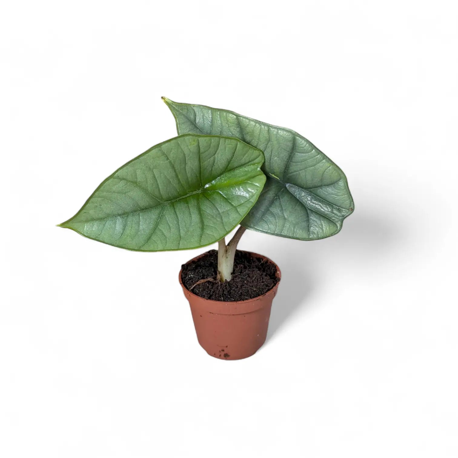 Alocasia 'Platinum' potted plant in nursery pot on white background.