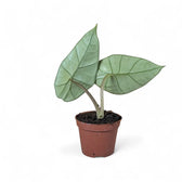 Alocasia 'Platinum' potted plant in nursery pot on white background.