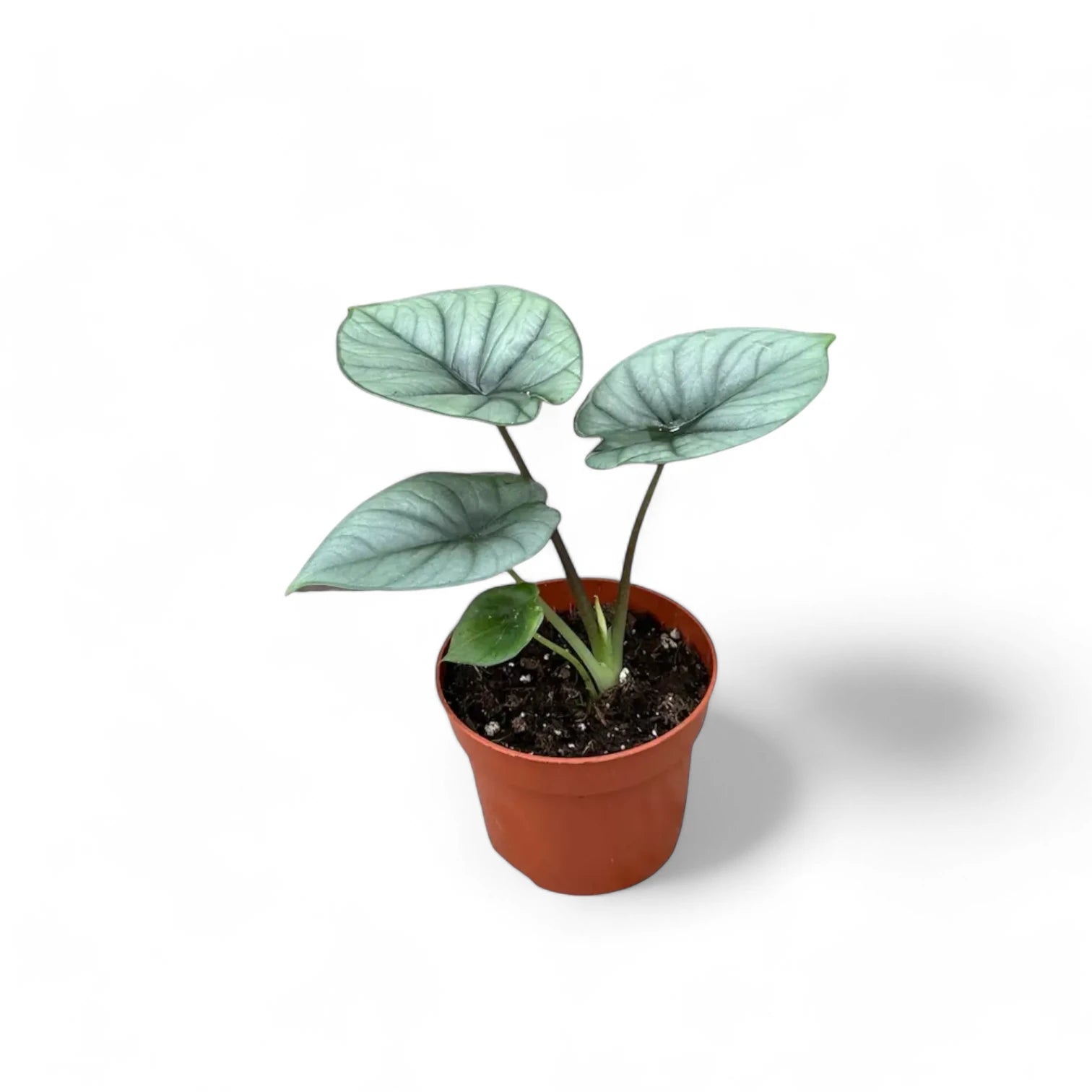 Alocasia 'Platinum' potted plant in nursery pot on white background.