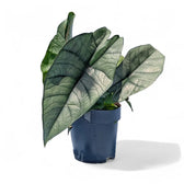 Alocasia 'Platinum' potted plant in nursery pot on white background.