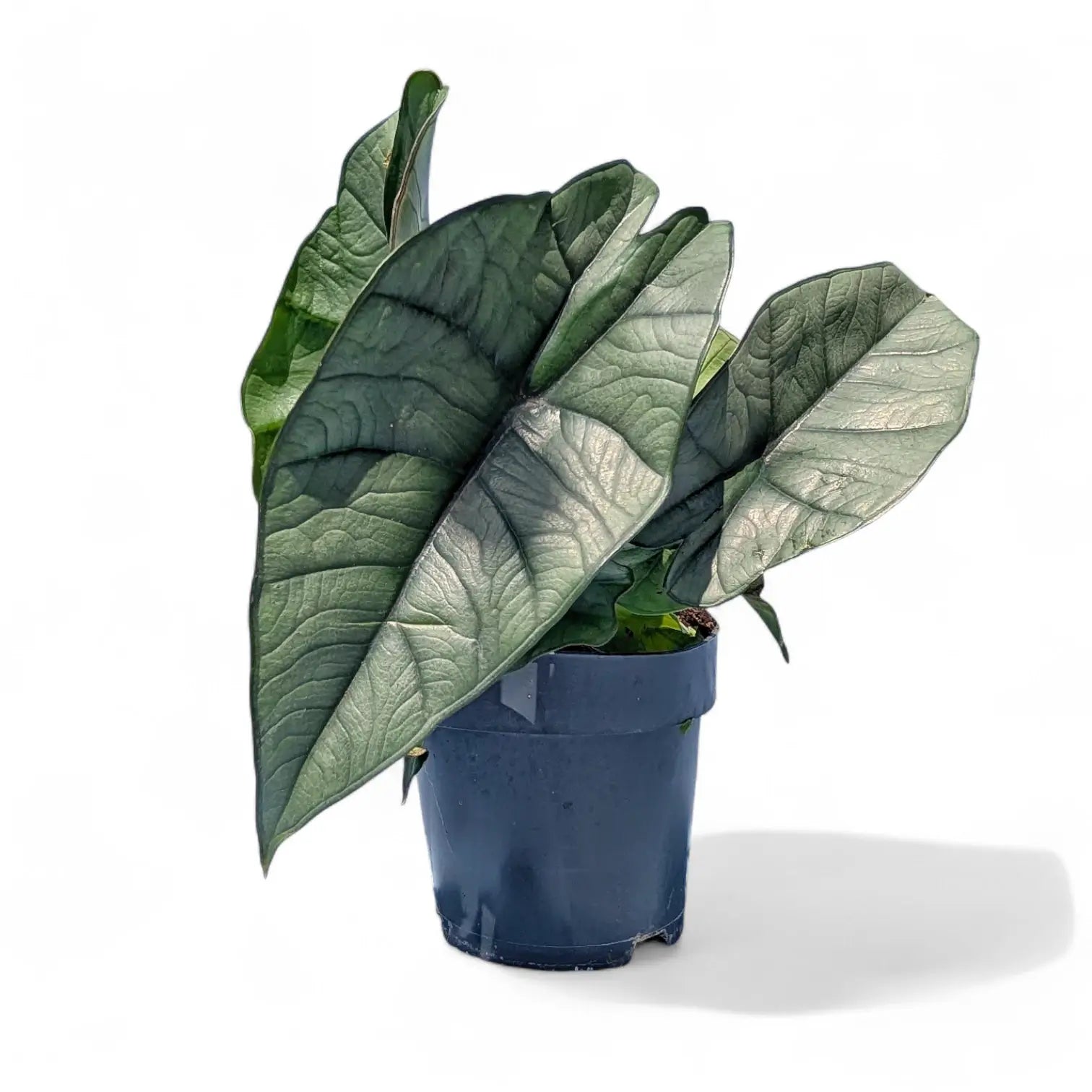 Alocasia 'Platinum' potted plant in nursery pot on white background.