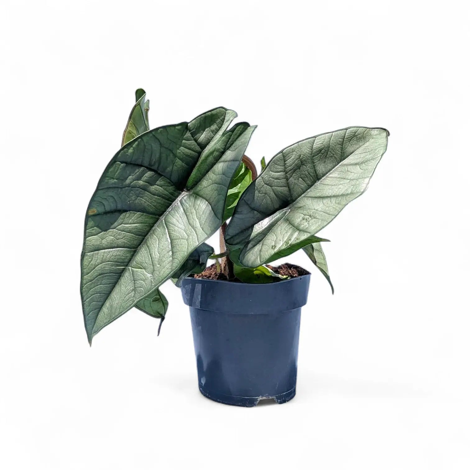 Alocasia 'Platinum' potted plant in nursery pot on white background.