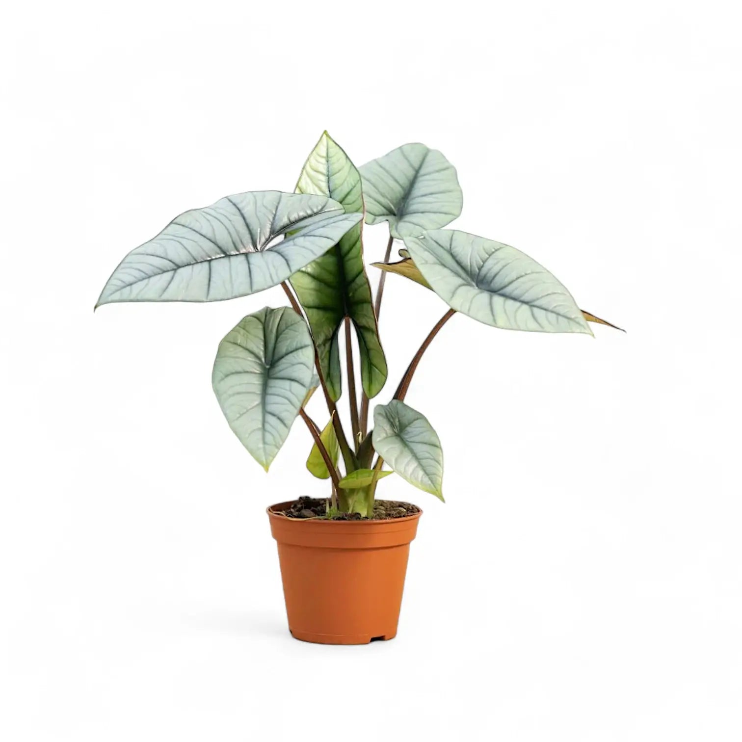 Alocasia 'Platinum' potted plant in nursery pot on white background.