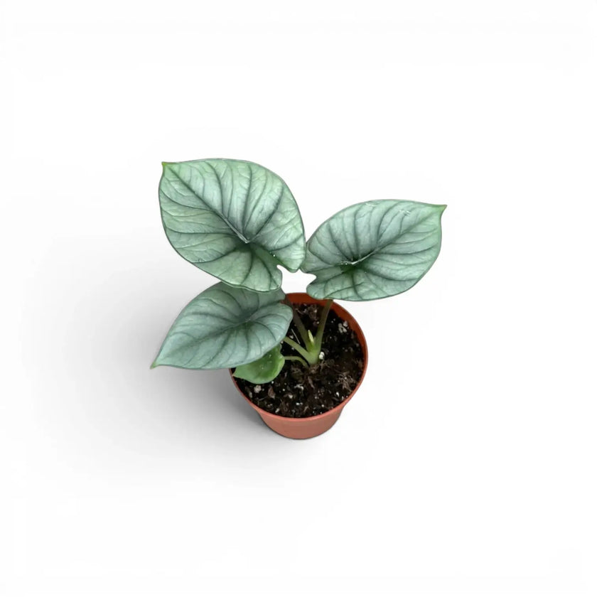 Alocasia Platinum baby plant in a nursery pot on a white background