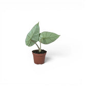 Alocasia Platinum Baby-Pflanze im Kulturtopf vor weißem Hintergrund