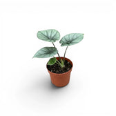 Kleine Alocasia Platinum Baby-Pflanze im Kulturtopf vor weißem Hintergrund