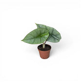 Kleine Alocasia Platinum Baby-Pflanze im Kulturtopf vor weißem Hintergrund