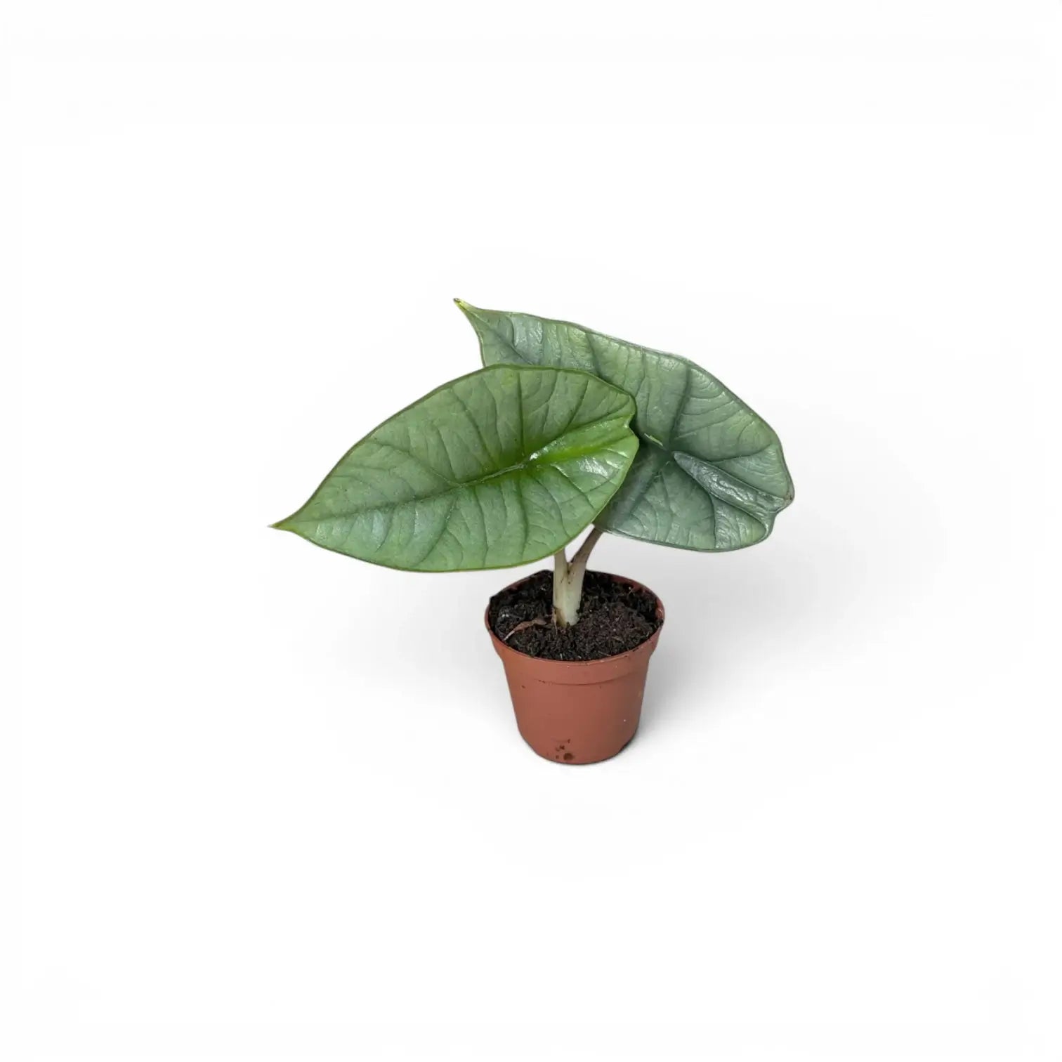 Kleine Alocasia Platinum Baby-Pflanze im Kulturtopf vor weißem Hintergrund