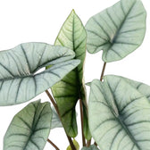Nahaufnahme silbriger Blätter von Alocasia Platinum vor weißem Hintergrund