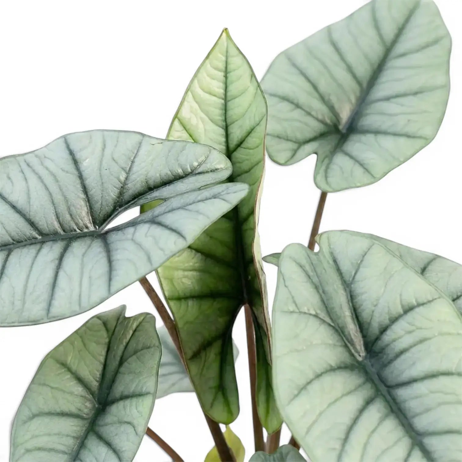 Nahaufnahme silbriger Blätter von Alocasia Platinum vor weißem Hintergrund