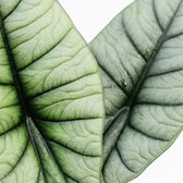Nahaufnahme silbriger Blätter von Alocasia Platinum vor weißem Hintergrund