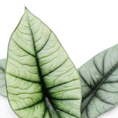 Nahaufnahme silbriger Blätter von Alocasia Platinum vor weißem Hintergrund