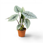 Alocasia Platinum im Kulturtopf vor weißem Hintergrund