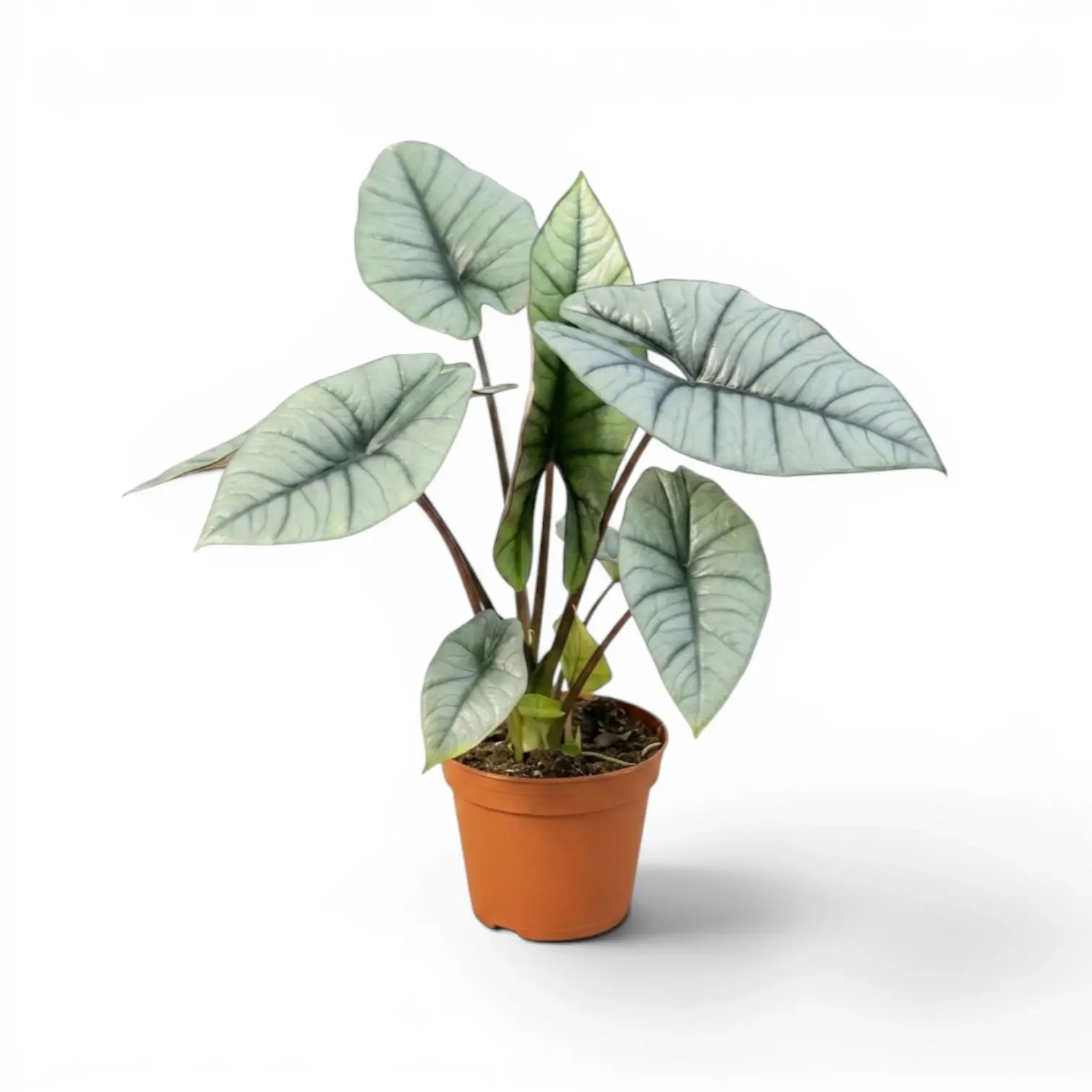 Alocasia Platinum im Kulturtopf vor weißem Hintergrund