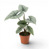 Alocasia Platinum im Kulturtopf vor weißem Hintergrund