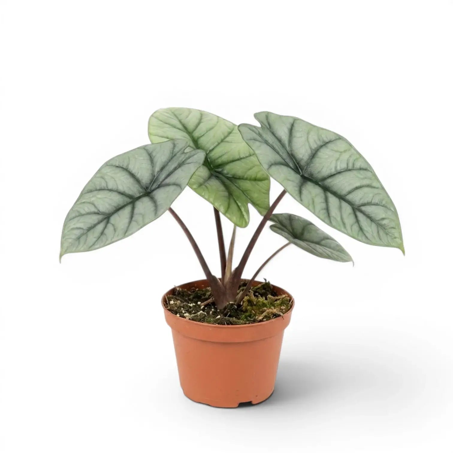 Alocasia Platinum im Kulturtopf vor weißem Hintergrund