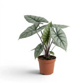 Alocasia Platinum im Kulturtopf vor weißem Hintergrund