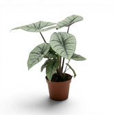 Alocasia Platinum im Kulturtopf vor weißem Hintergrund