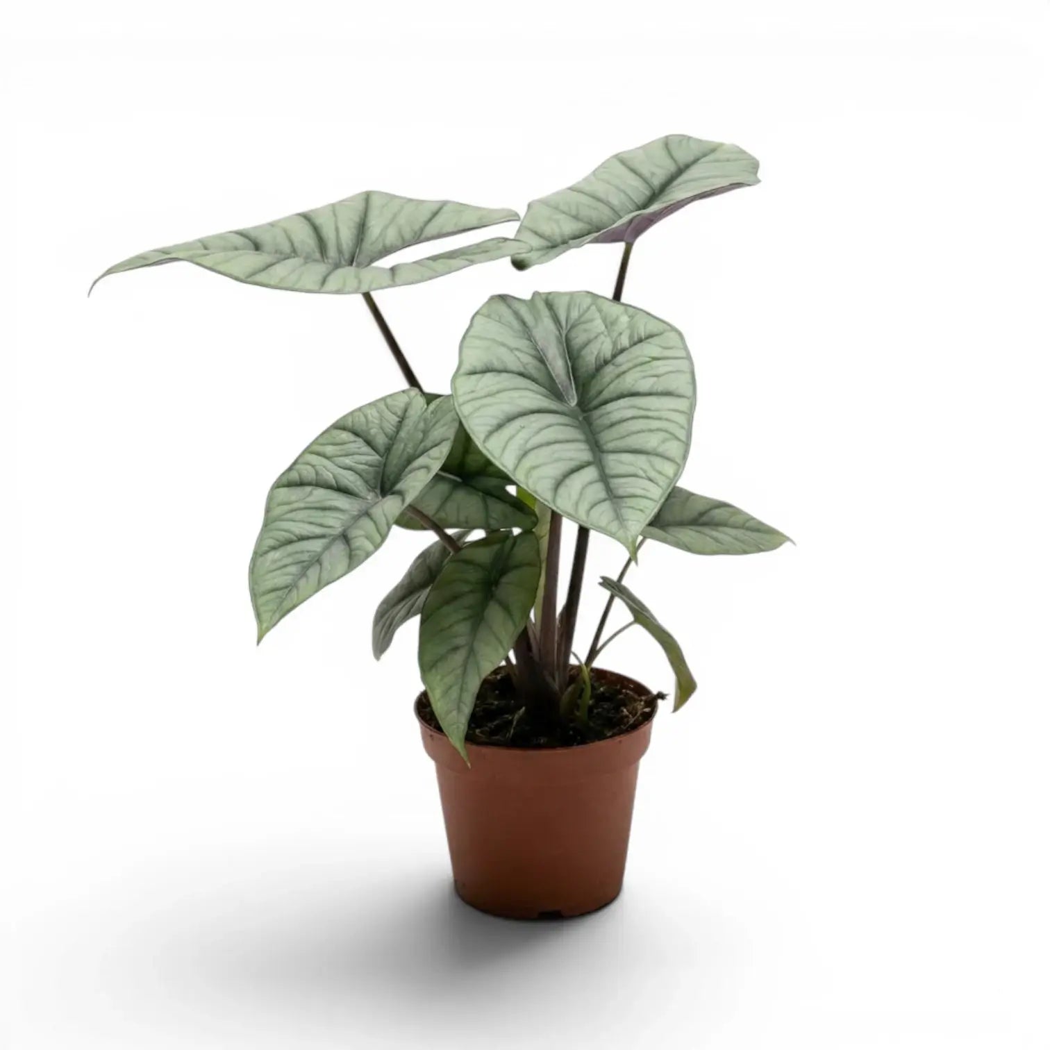 Alocasia Platinum im Kulturtopf vor weißem Hintergrund