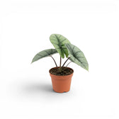 Alocasia Platinum im Kulturtopf vor weißem Hintergrund
