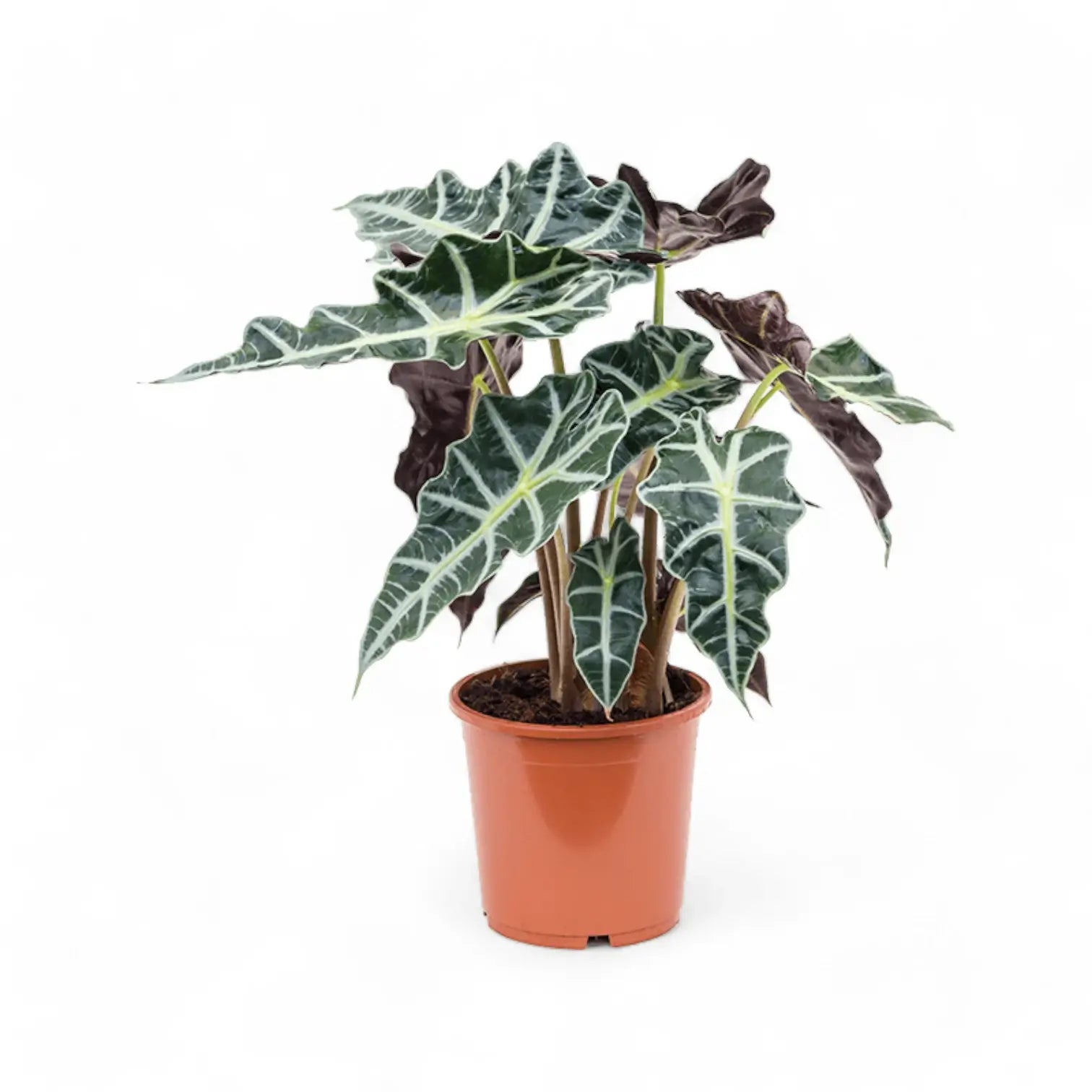 Alocasia 'Polly' potted plant in nursery pot on white background.