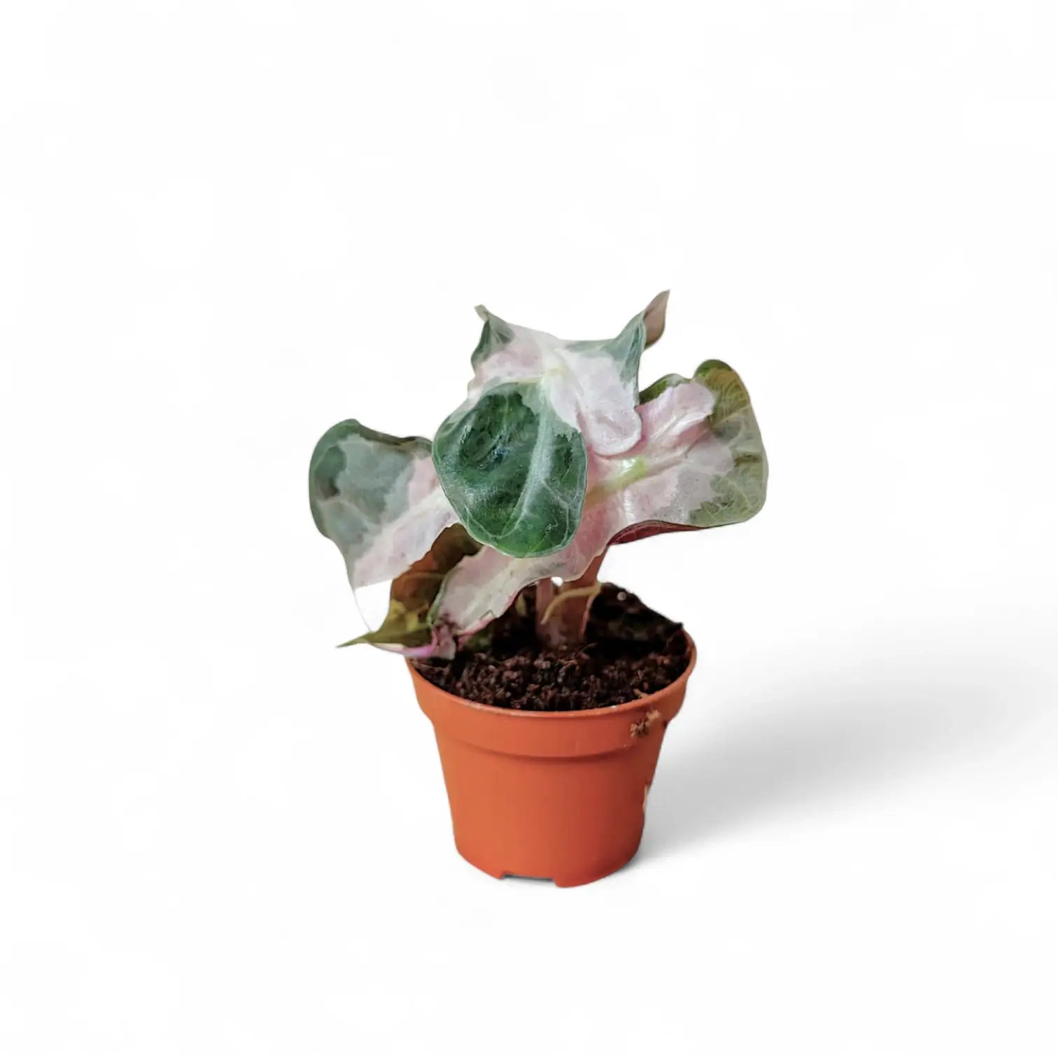 Alocasia 'Polly' Albo/ Pink Variegata potted plant in nursery pot on white background.