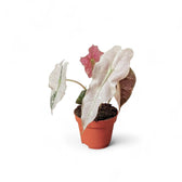 Alocasia 'Polly' Albo/ Pink Variegata potted plant in nursery pot on white background.