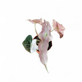 Alocasia 'Polly' Albo/ Pink Variegata potted plant in nursery pot on white background.