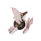 Alocasia 'Polly' Albo/ Pink Variegata potted plant in nursery pot on white background.