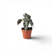 Kleine Alocasia Polly Jungpflanze im Topf mit dunkelgrünen Blättern auf weißem Hintergrund