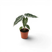 Kleine Alocasia Polly Jungpflanze im Topf mit dunkelgrünen Blättern auf weißem Hintergrund