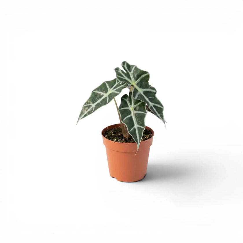Kleine Alocasia Polly Jungpflanze im Topf mit dunkelgrünen Blättern auf weißem Hintergrund