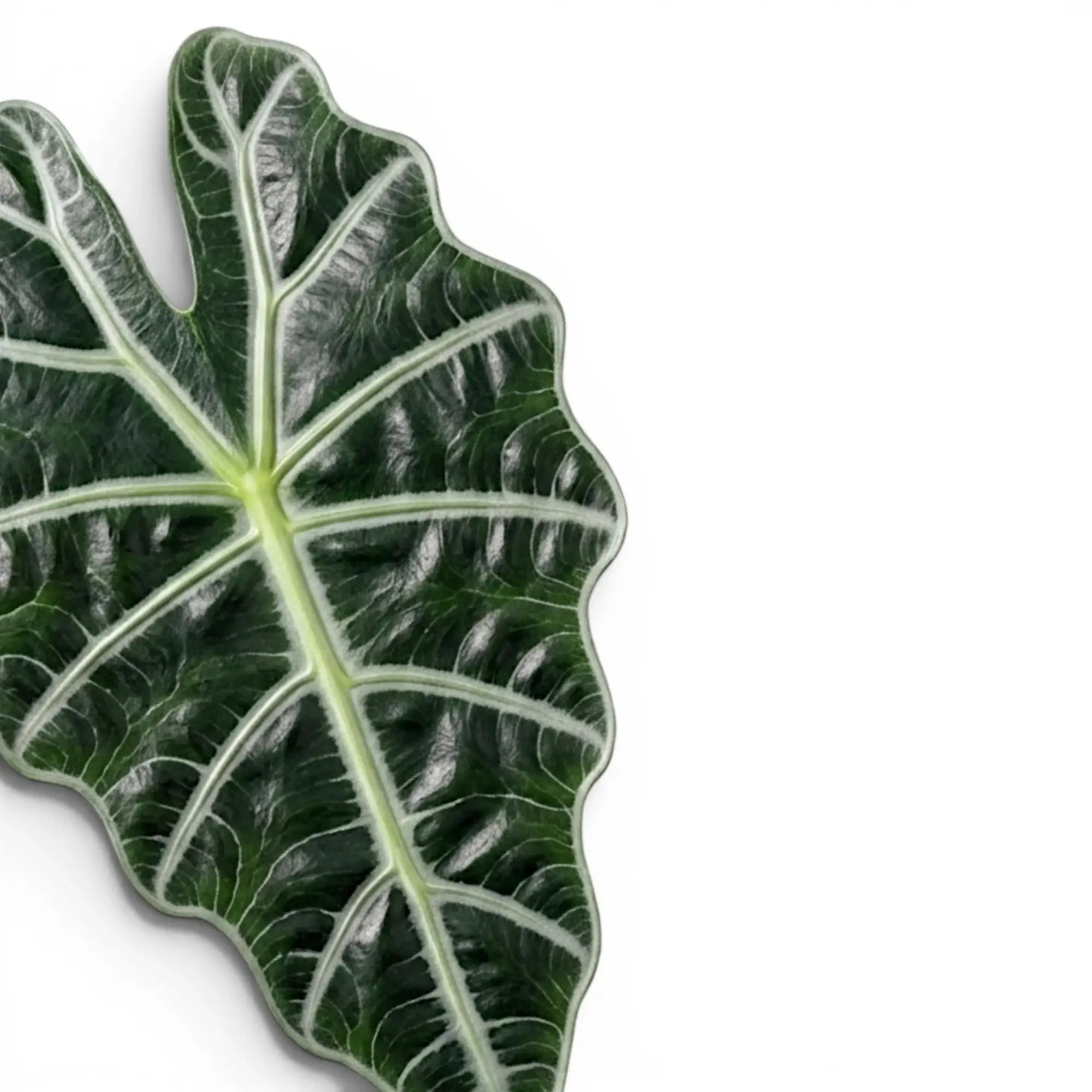 Alocasia Polly, close-up of a large green leaf with white veins on a white background