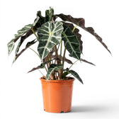 Große Alocasia Polly im Topf mit dunkelgrünen Blättern auf weißem Hintergrund